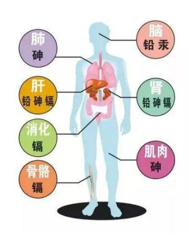 重金属超标对人体的影响